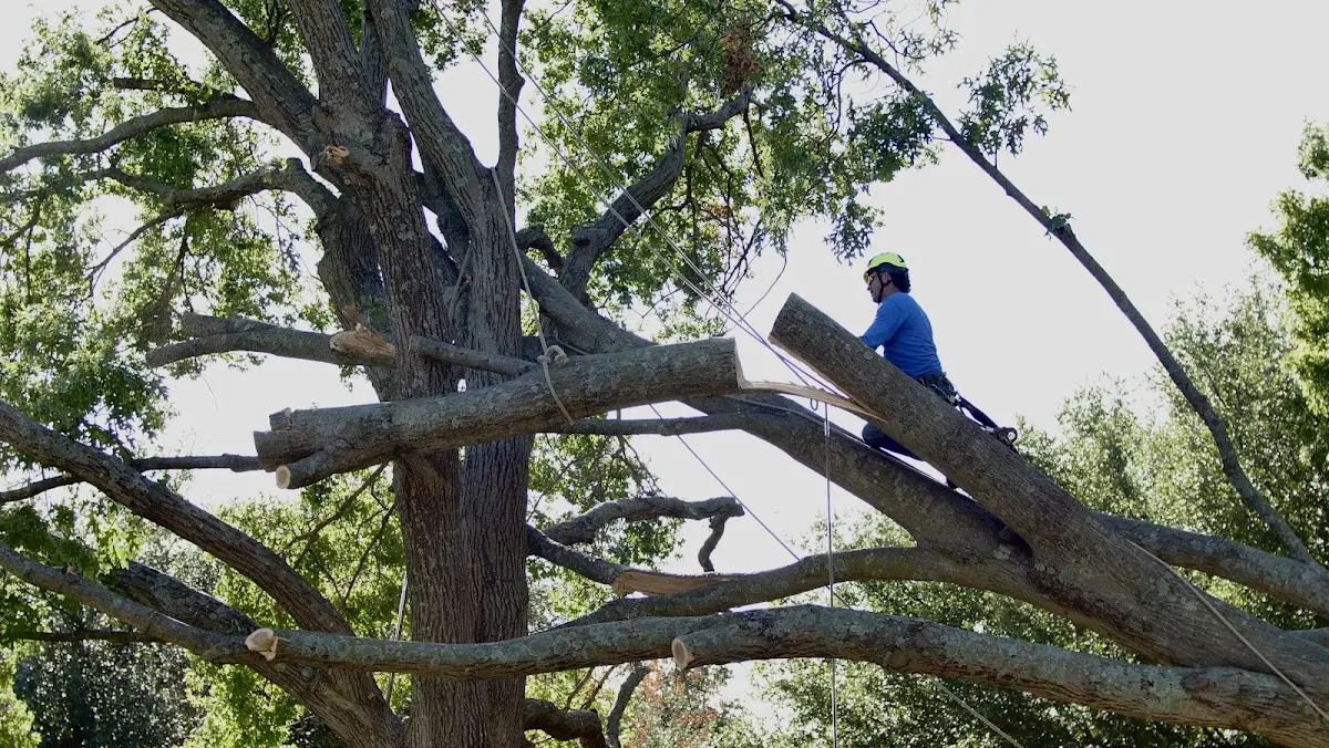 Professional Crown Thinning performed by certified arborists in Rainier